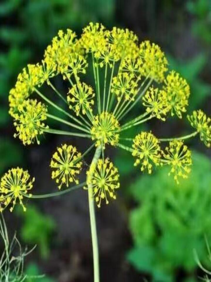 Fennel flower Fennel flower