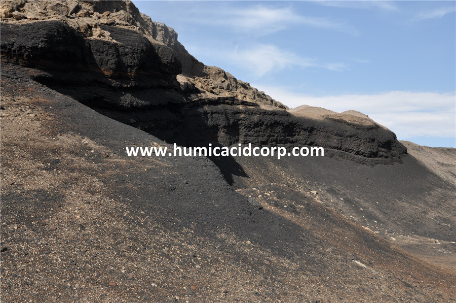 Leonardite Humic Acid High C E C