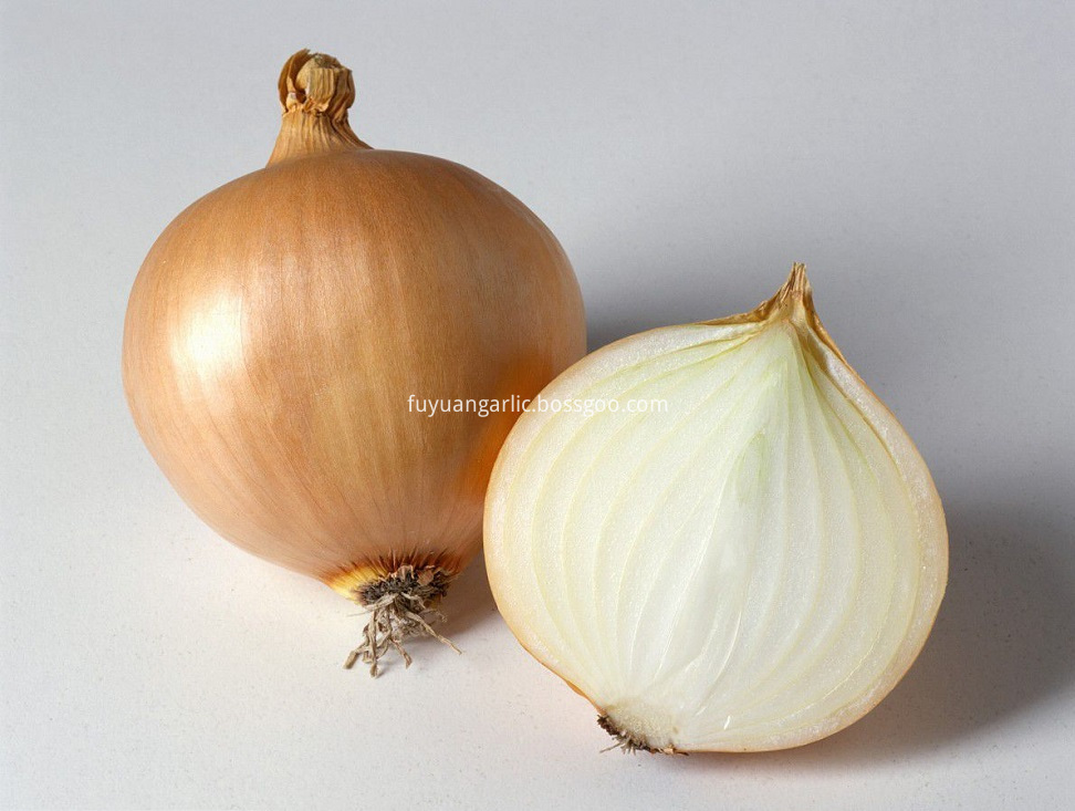 Yellow Onion 14