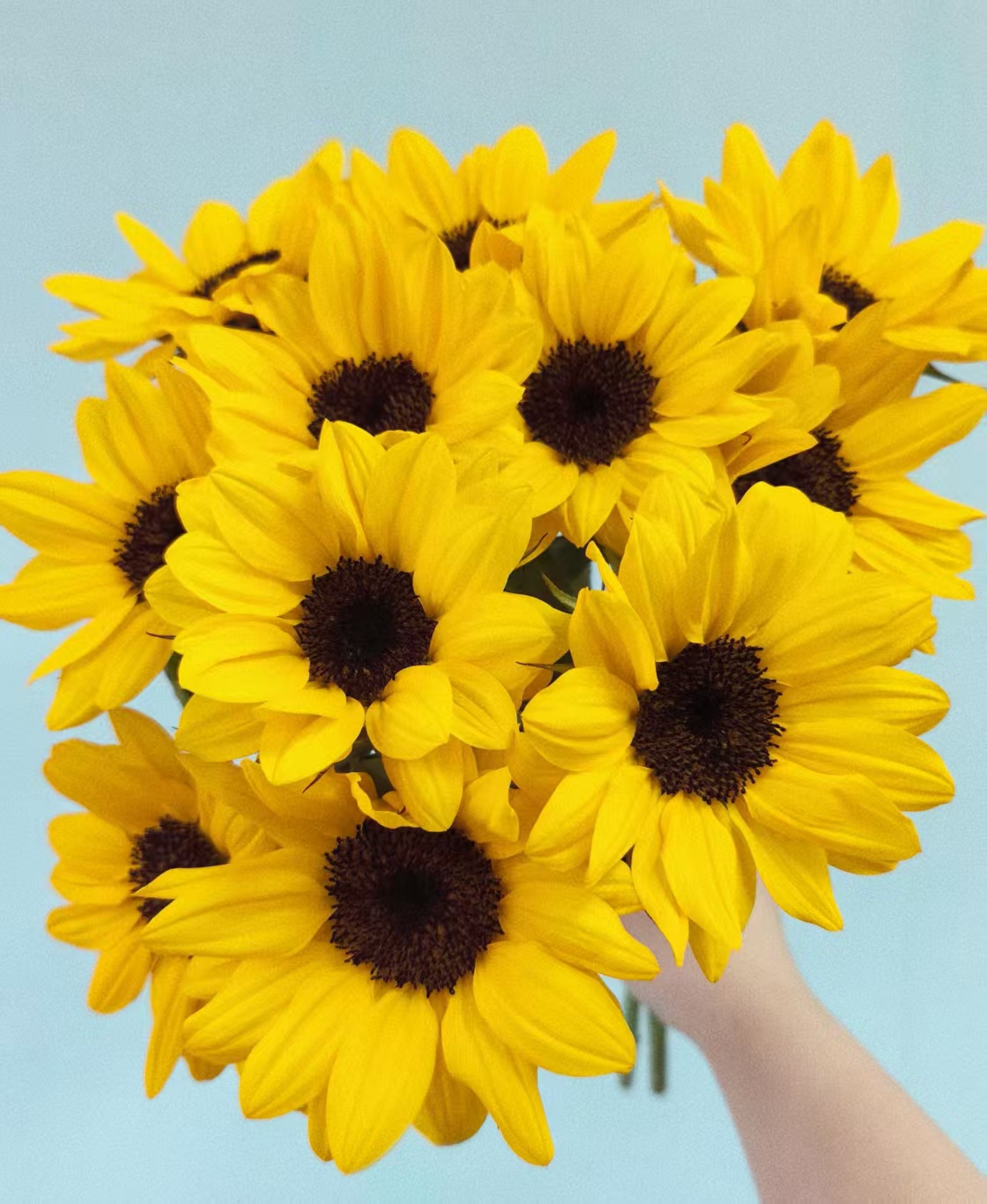 Black-centered sunflower Black-centered sunflower