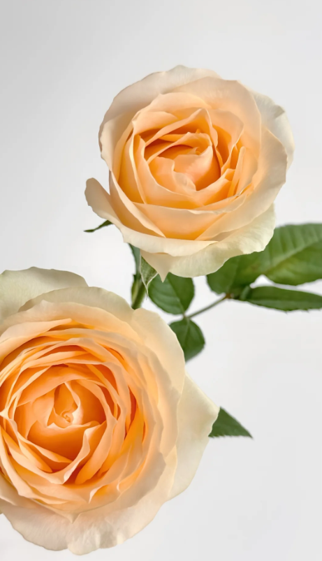 Champagne Rose Champagne Rose