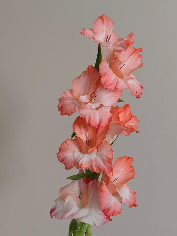 Gladiolus Pink Lady Gladiolus Pink Lady