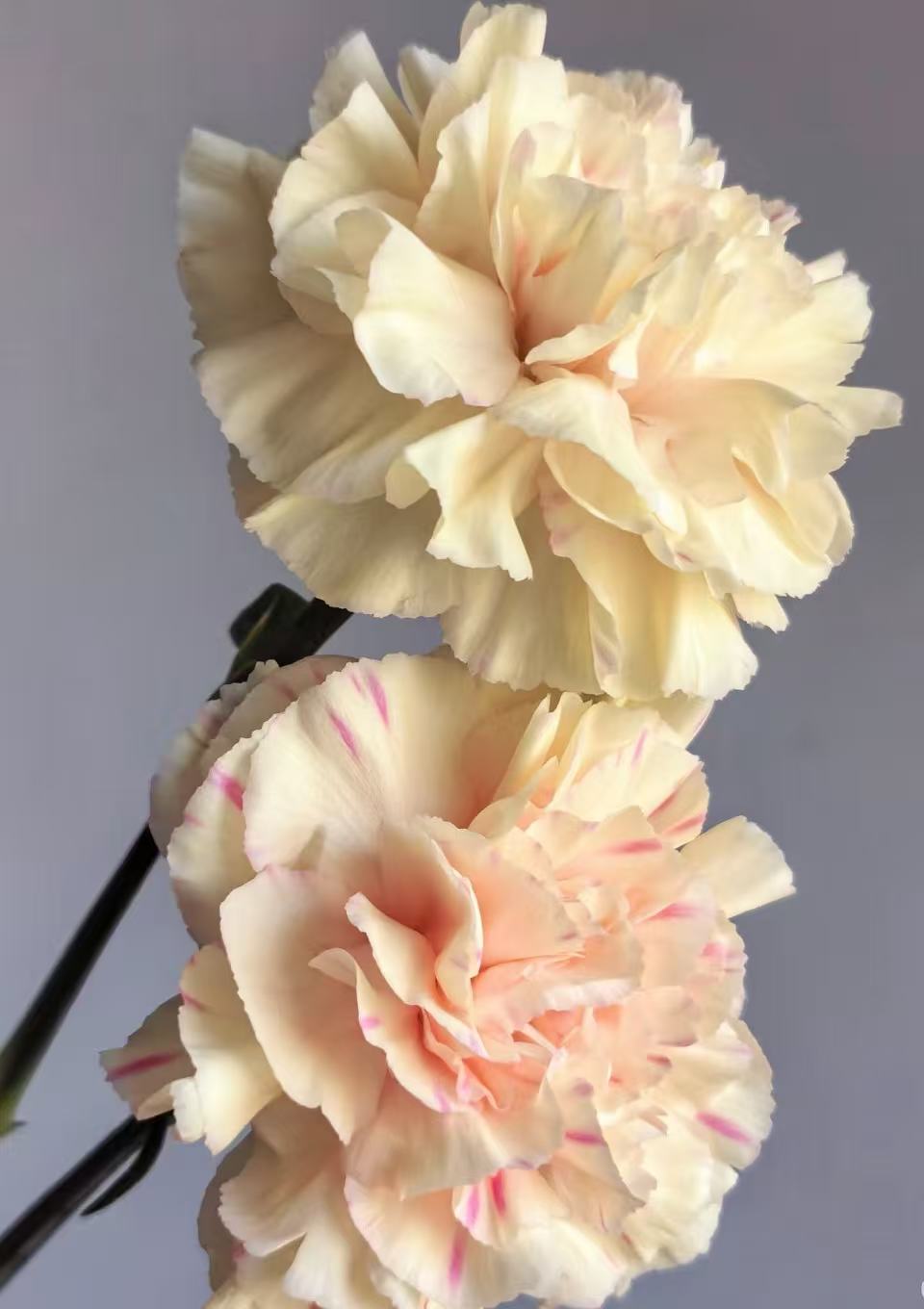 Single-headed Carnation first kiss Single-headed Carnation first kiss