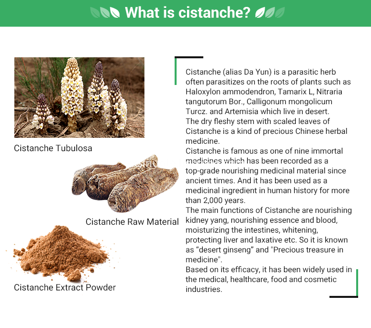 Cistanche Extract Powder Cistanche Extract Powder