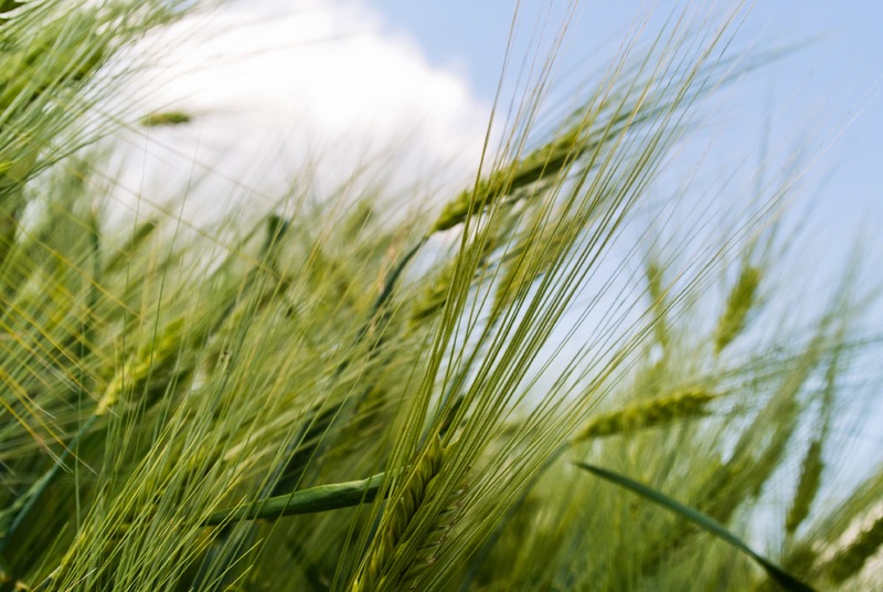 crop fields 