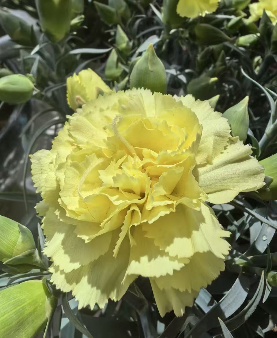Single-headed Carnation with Yellow Single-headed Carnation with Yellow