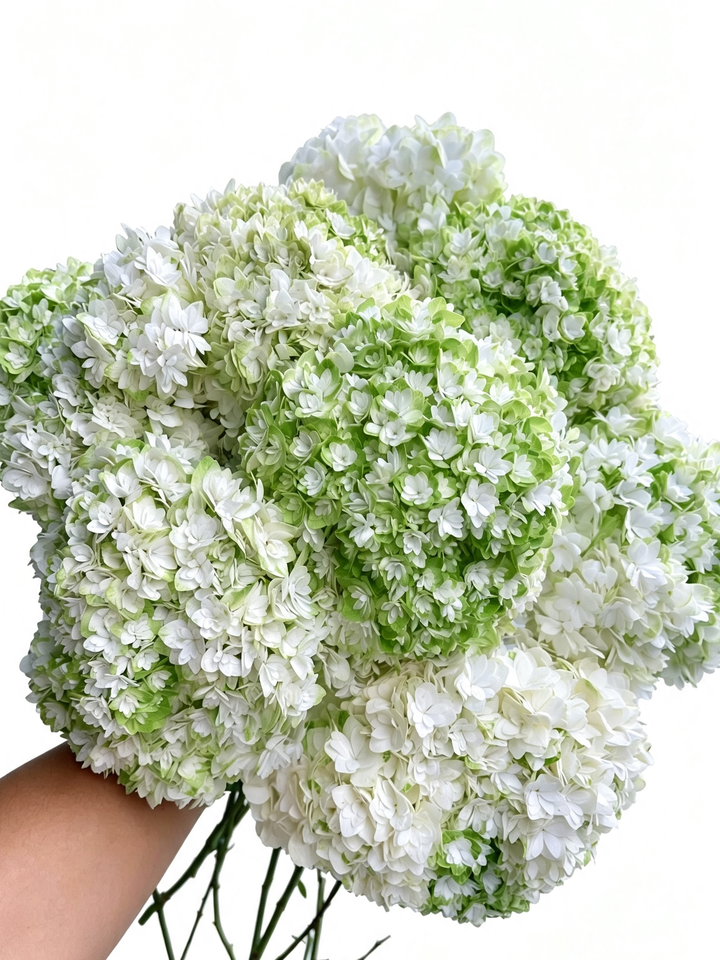 Princess Anne's Double Hydrangea Princess Anne's Double Hydrangea