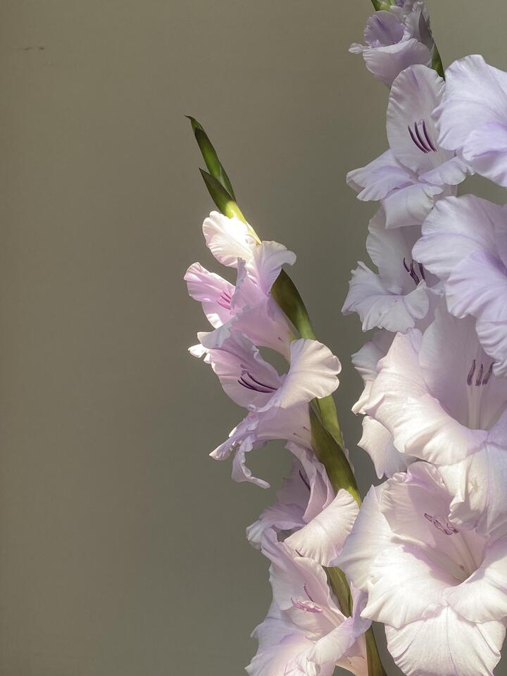 Taro Purple Gladiolus Taro Purple Gladiolus