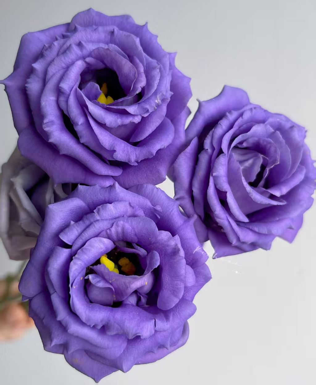 Purple Lisianthus Purple Lisianthus