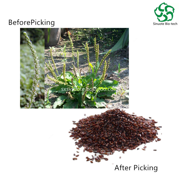 Semen Plantaginis Extract Powder Semen Plantaginis Extract Powder