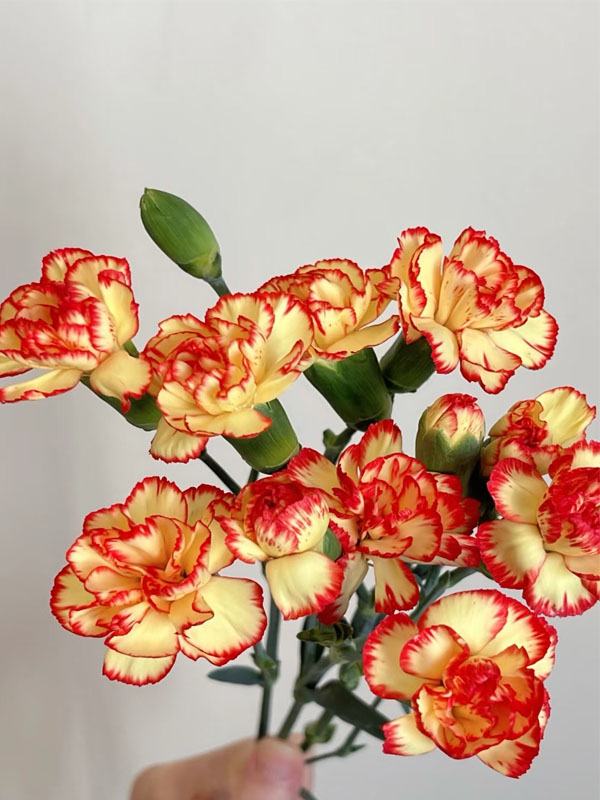 Spray carnation samba6 Spray carnation samba6