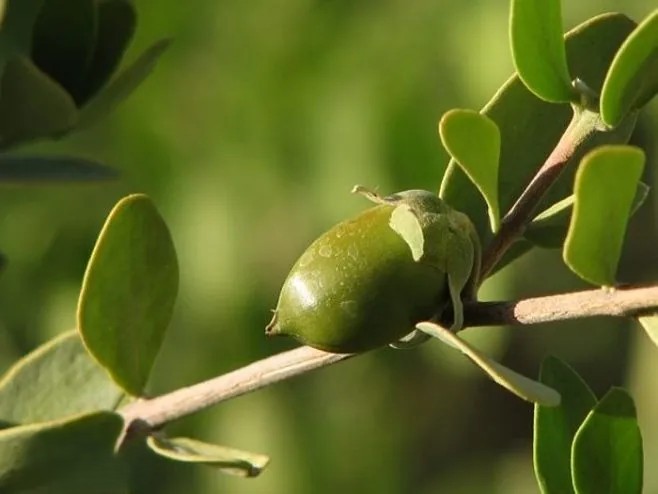 Jojoba oil (1) Jojoba oil (1)
