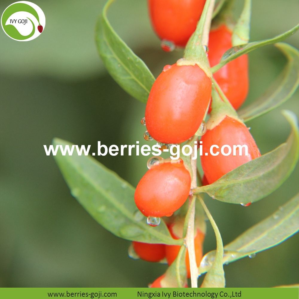 Nature Eu Standard Goji Berries Nature Eu Standard Goji Berries