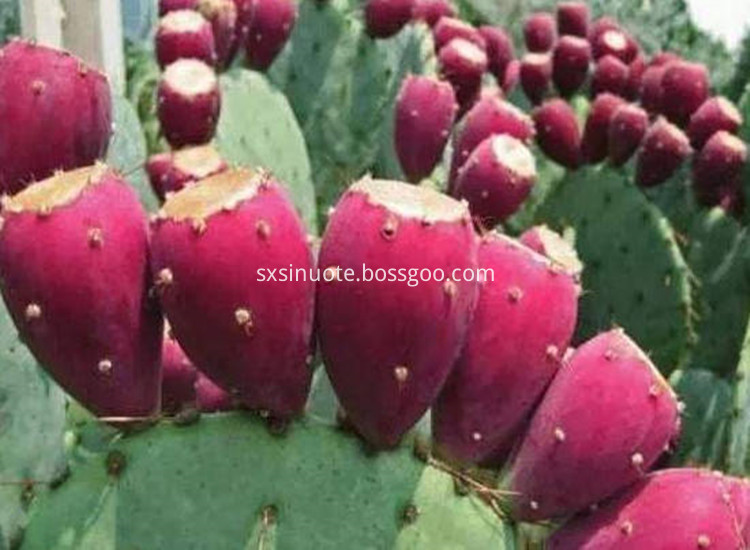 Cactus Fruit Extract Cactus Fruit Extract
