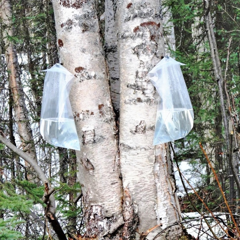 Birch Juice Collection Bag Birch Juice Collection Bag