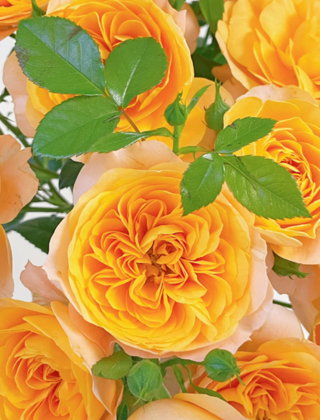 Orange Terrace Rose Orange Terrace Rose