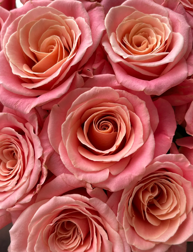 Miss Piggy Rose Miss Piggy Rose