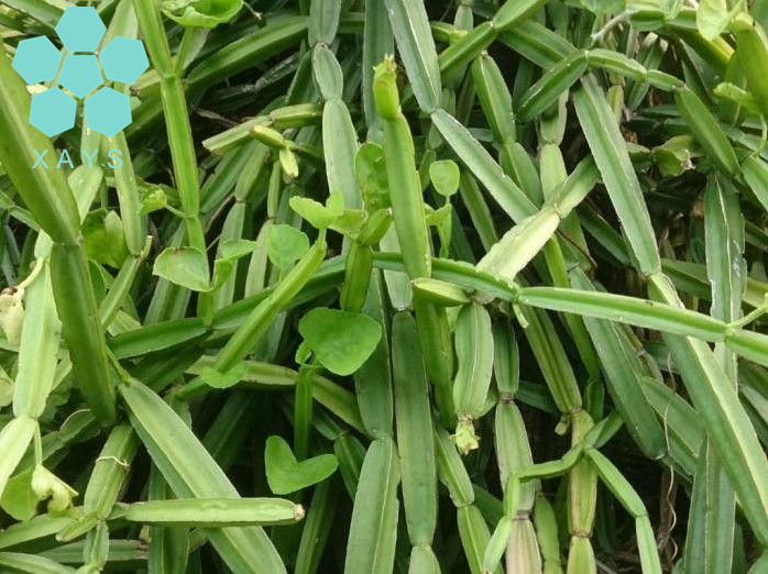 Cissus Quadrangularis Leaf Extract Powder (1) Cissus Quadrangularis Leaf Extract Powder (1)