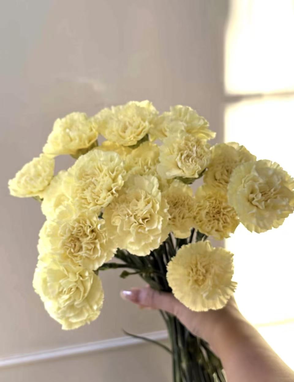 Single-headed Carnation with Yellow Single-headed Carnation with Yellow