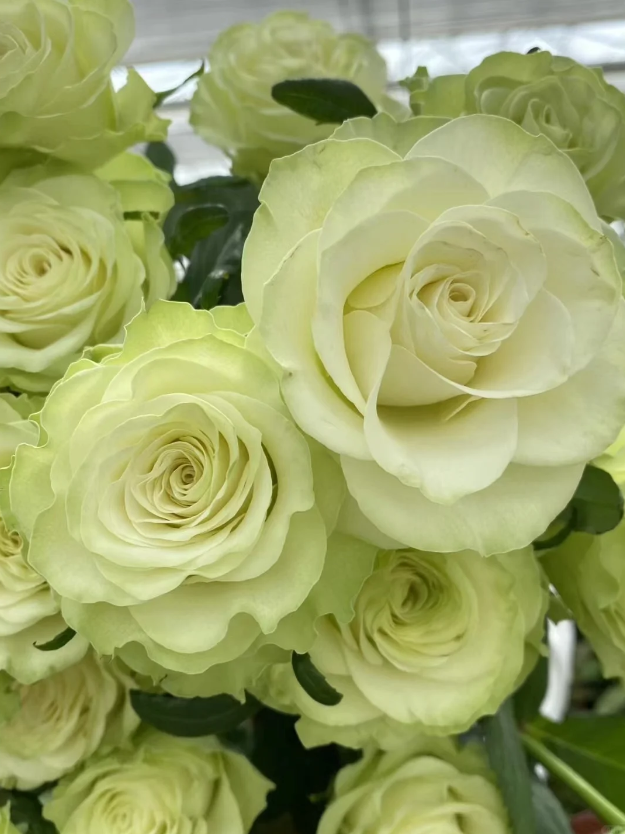 Jutta rose Jutta rose
