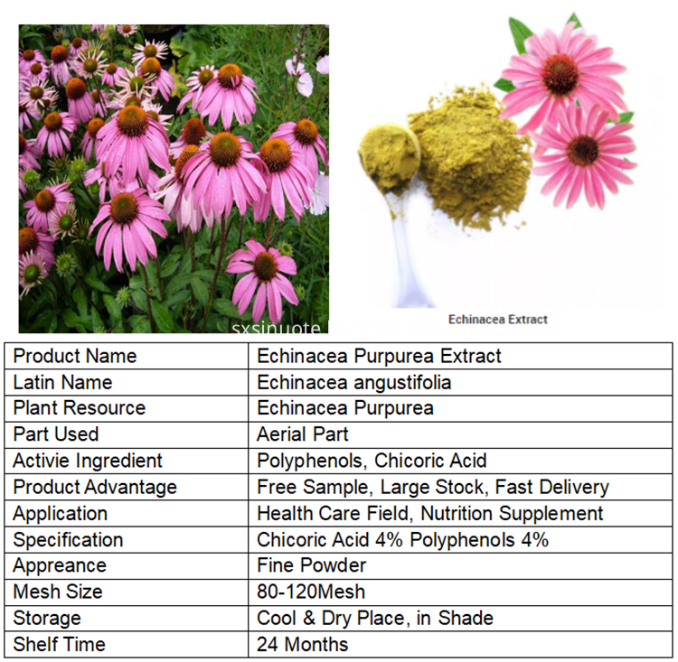 Echinacea Herb Extract Chicoric Acid 1 Polyphenols 4 Echinacea Herb Extract Chicoric Acid 1 Polyphenols 4