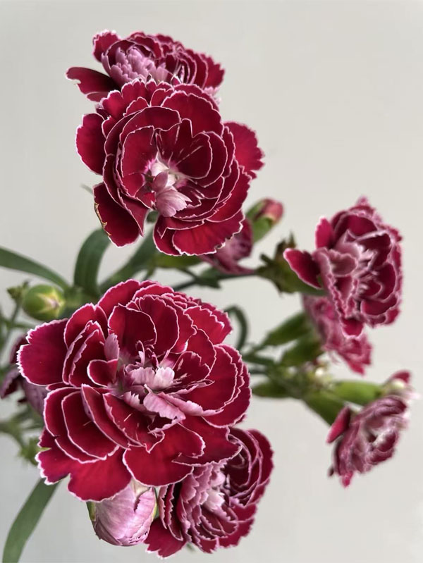 Spray carnation Butterfly2 Spray carnation Butterfly2