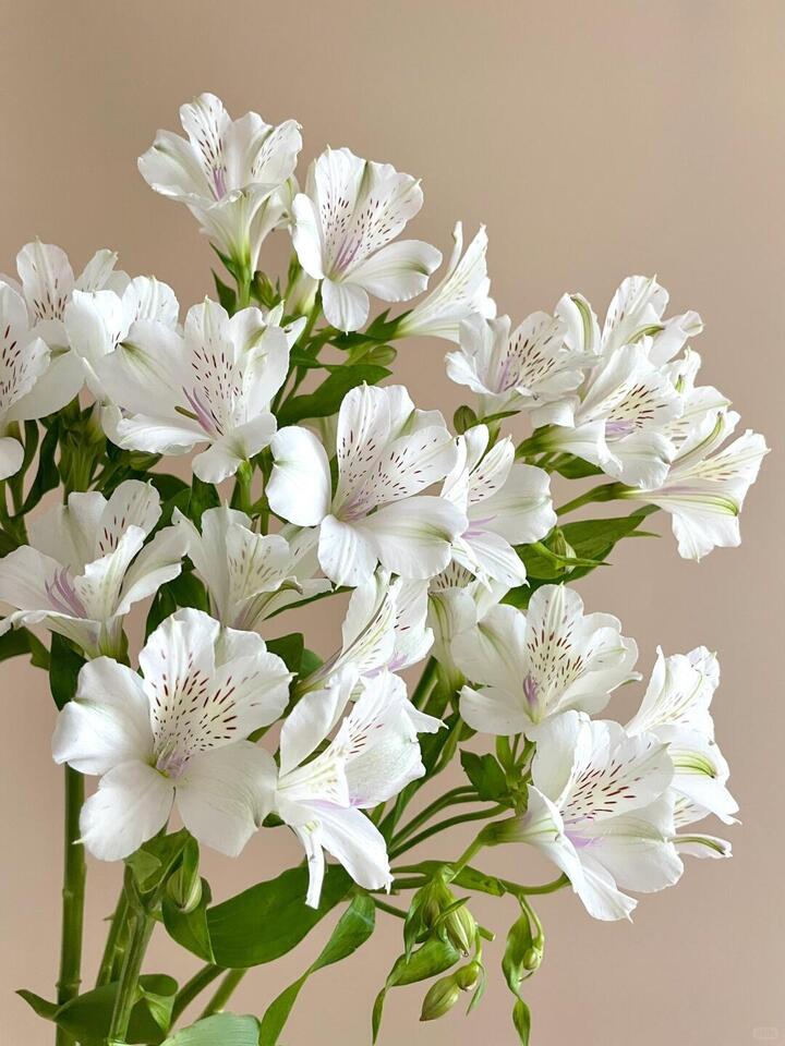 White Alstroemeria White Alstroemeria