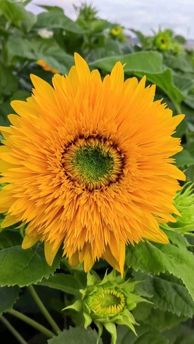 Teddy Bear Sunflower Teddy Bear Sunflower