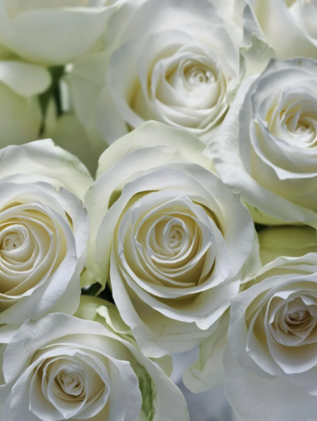 Proud White Rose Proud White Rose