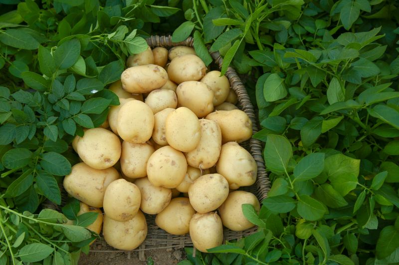 Potato protein (2) Potato protein (2)