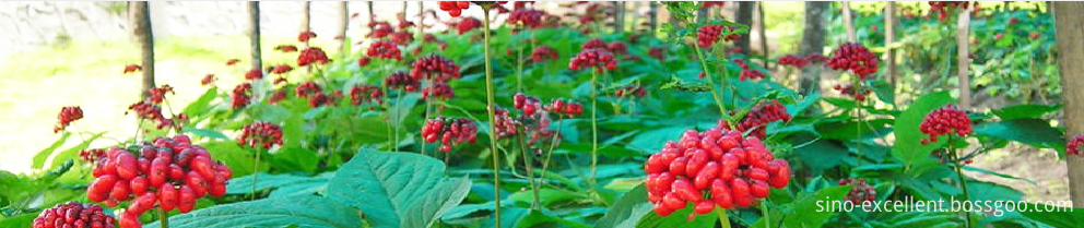 ginseng plant