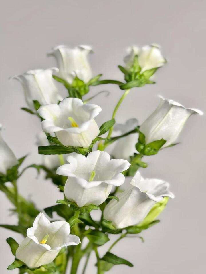 White Bellflower White Bellflower