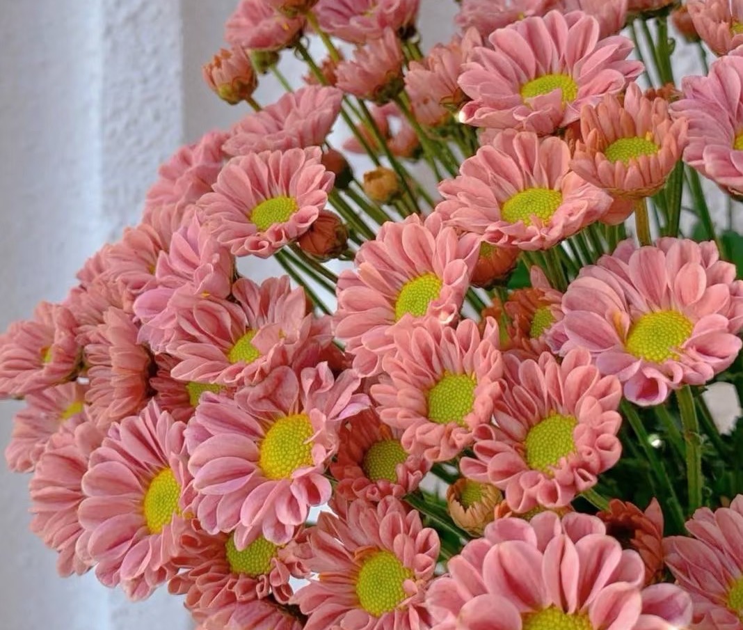 Linglong little chrysanthemum Linglong little chrysanthemum