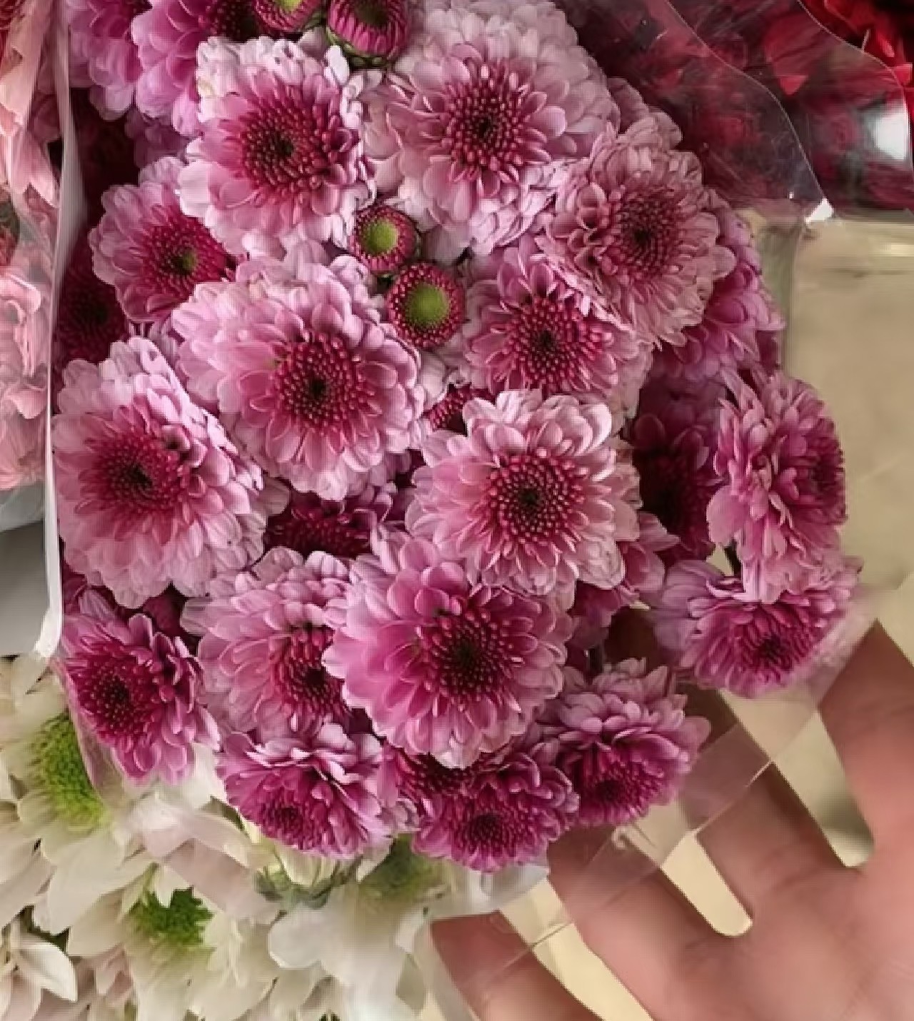 Fan Yan spray chrysanthem Fan Yan spray chrysanthem
