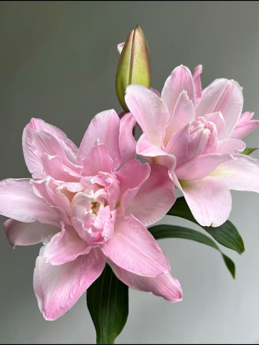 Double Diamond Double lily1 Double Diamond Double lily1