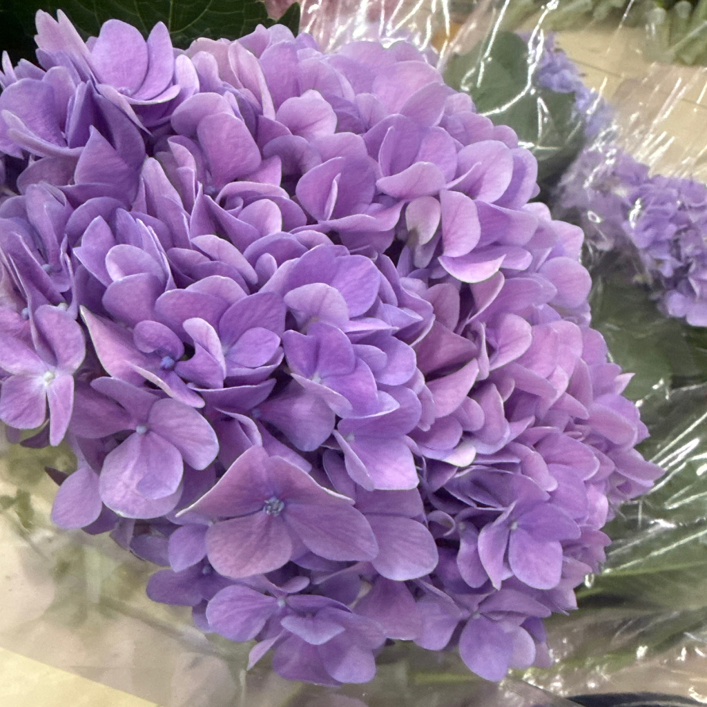 Purple single hydrangea Purple single hydrangea
