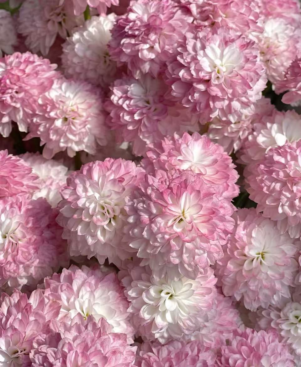 Matisse pink chrysanthemum5 Matisse pink chrysanthemum5
