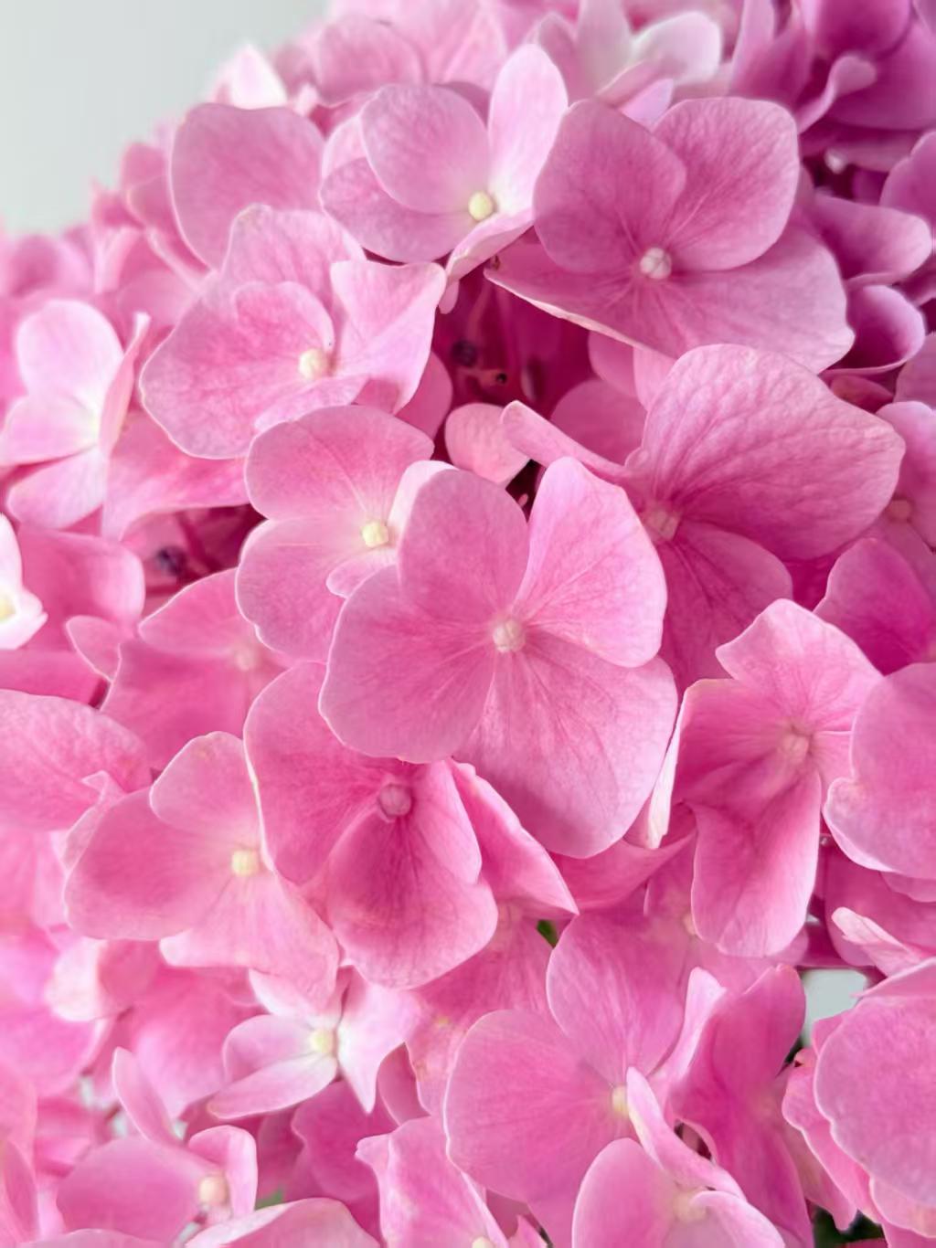 Sea pink single hydrangea Sea pink single hydrangea