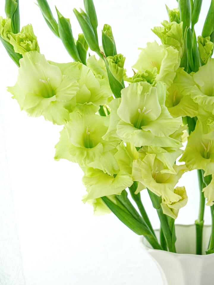 Green Gladiolus Green Gladiolus