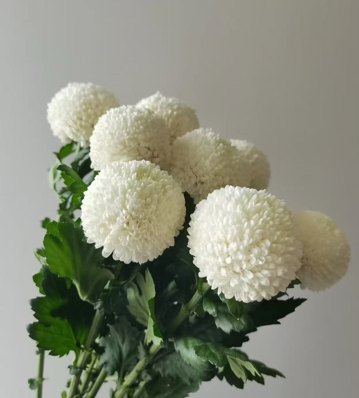 Standard white chrysanthemum Ping-pong Standard white chrysanthemum Ping-pong