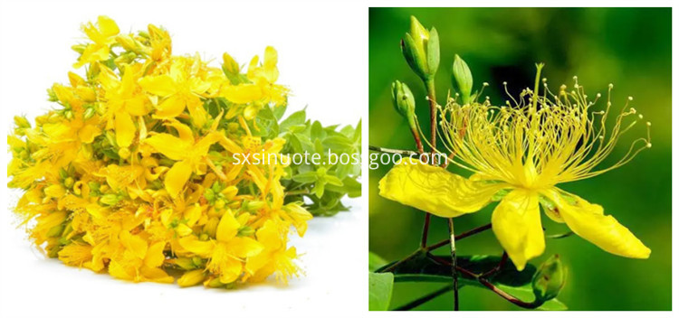St John S Wort P E St John S Wort P E
