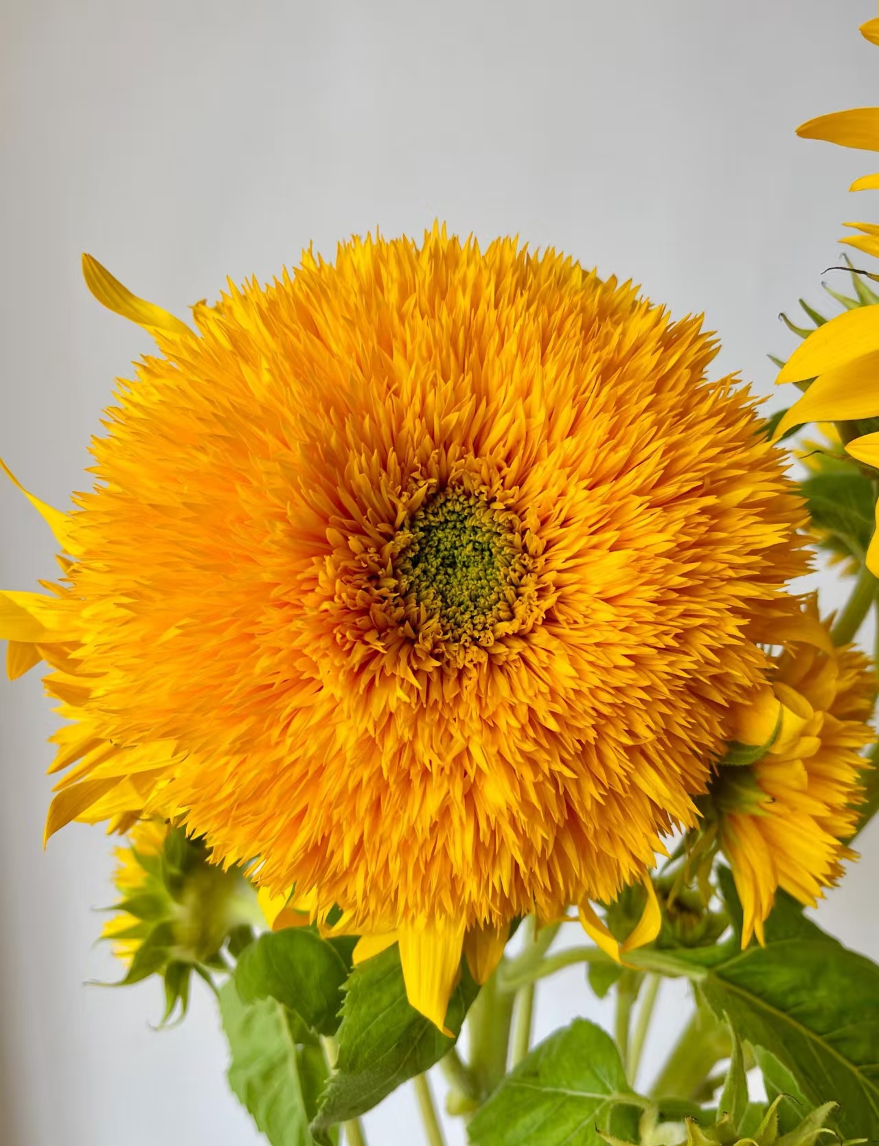 Teddy Bear Sunflower Teddy Bear Sunflower