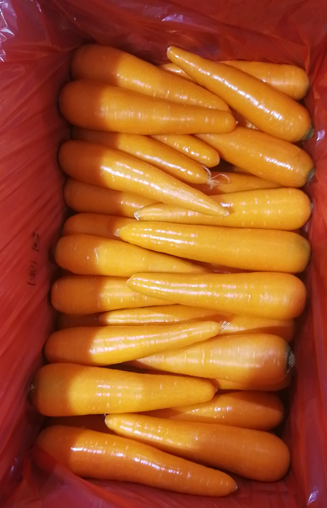 Karotte carrot
