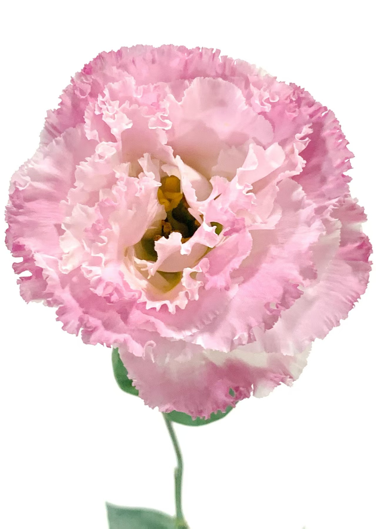Pink Eustoma/Lisianthus Pink Eustoma/Lisianthus