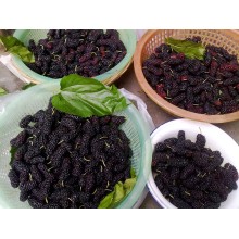 Polvo de zumo / polvo de fruta de frambuesa liofilizada