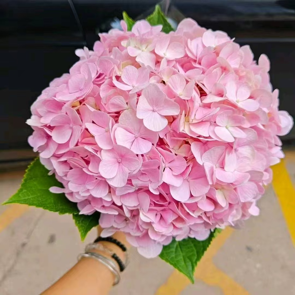 Light pink single hydrangea Light pink single hydrangea