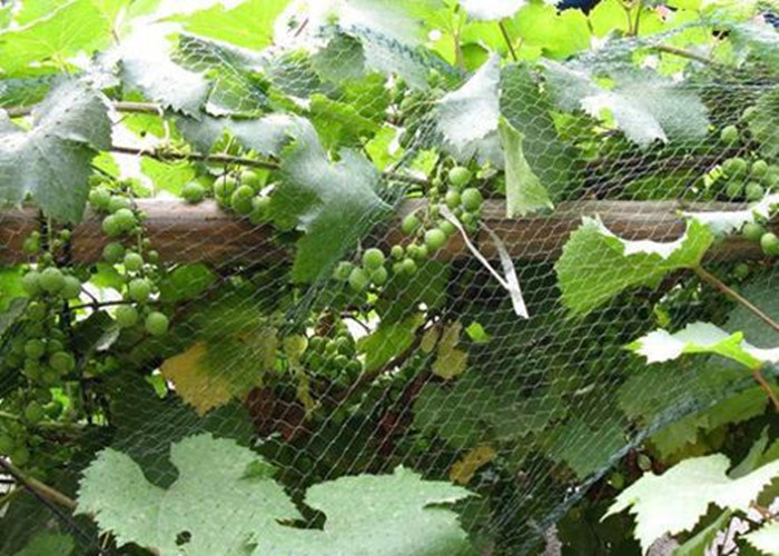 anti-bird net 5 anti-bird net 5