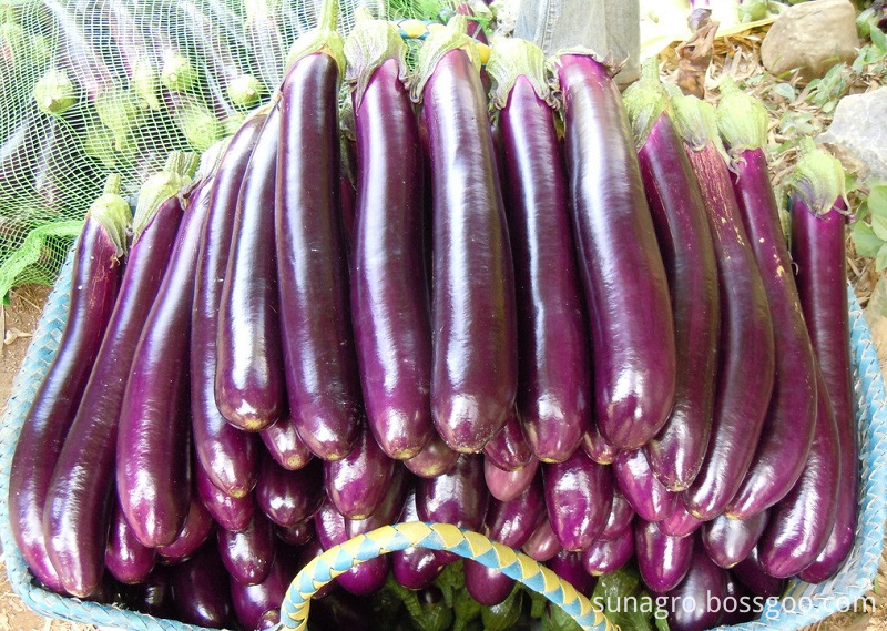 Fresh Eggplant For Export