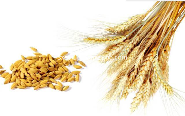 Wheat Protein Peptide Wheat Protein Peptide