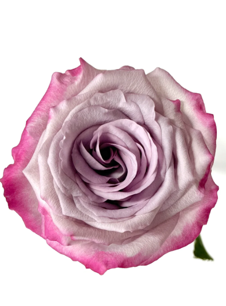 Glamorous Rose Glamorous Rose